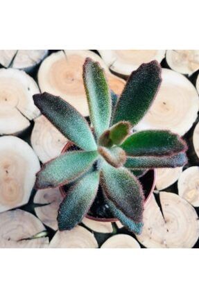 Ozen Cicekcilik Echeveria Agavoides Ebony Succulent Yaprak Uclari Renkli Sukulent Trendyol