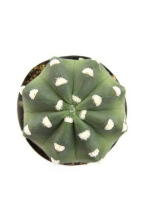 Echinopsis Domino Kaktus 5.5 Cm Saksıda 152465464