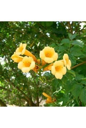 Sarı Acem Borusu Sarmaşık ( Borazan Çiçeği ) Fidanı ( Tüplü 50-80 Cm ) mnuwyhas47309aişs