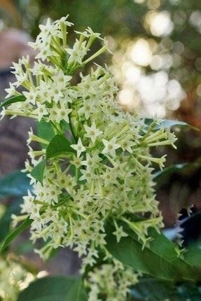 evvebahce tuplu aromatik melissa parfum