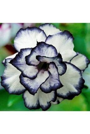 Özel Katmerli Siyah Beyaz Kamelya Çiçeği Tohumu 10 15 Adet (camellıa Japon Gülü) 3210006578