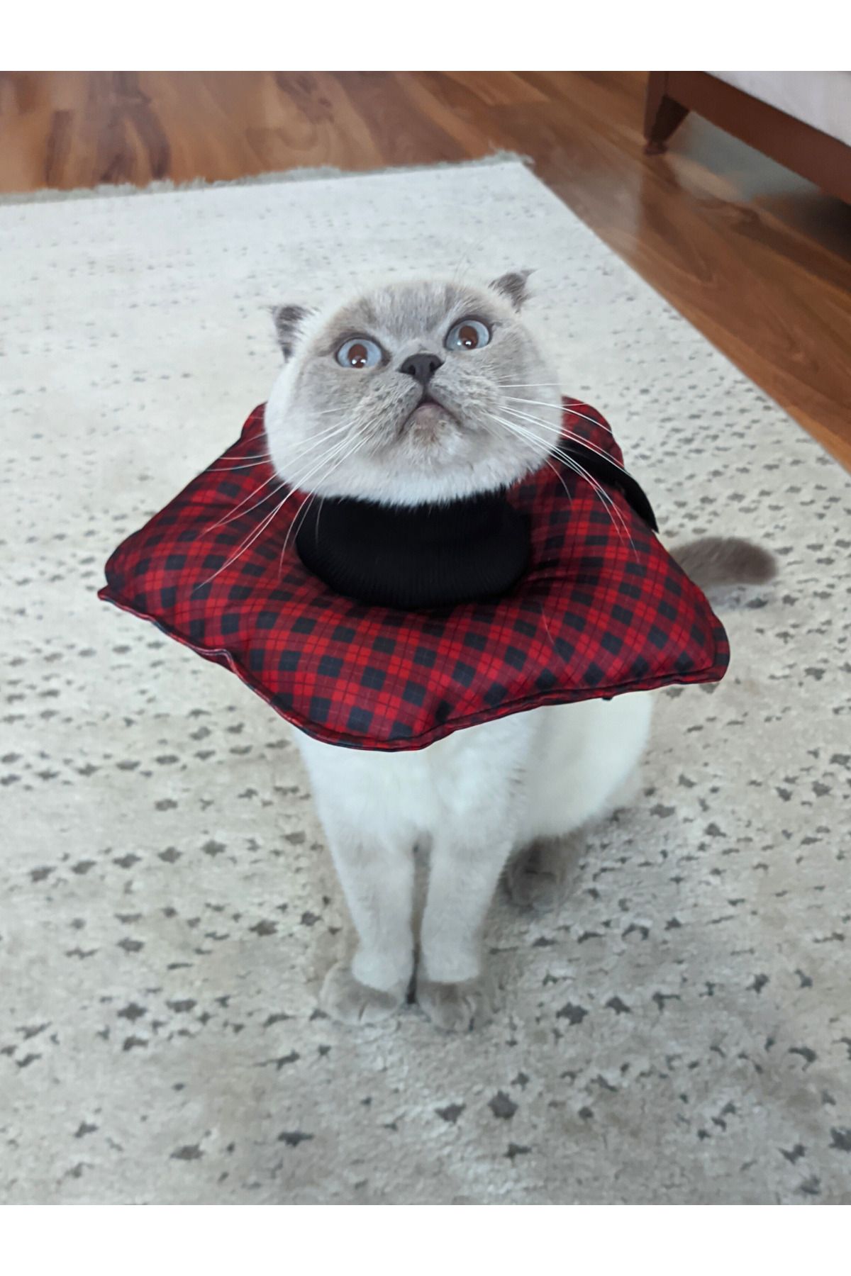 UTDpet-Stylish Patterned Cat and Dog Elizabeth Protective Collar 2