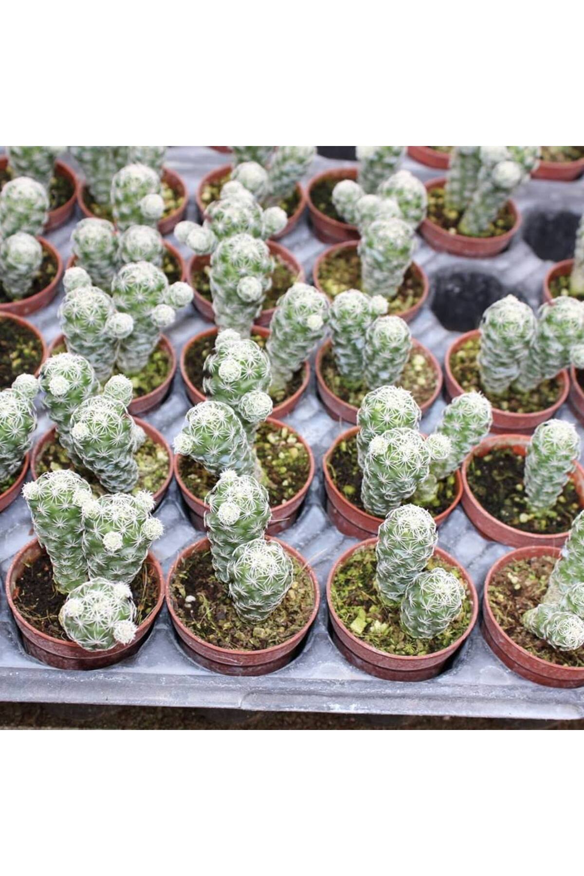 Mammillaria Gracilis Kartopu Kaktüs 5.5 Cm Saksıda 2
