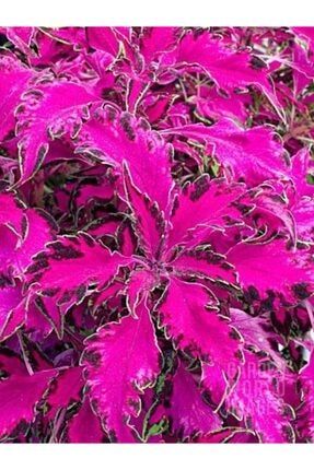 10 Adet Pembe Renkli Kolyos Çiçeği Tohumu FDAHH8672
