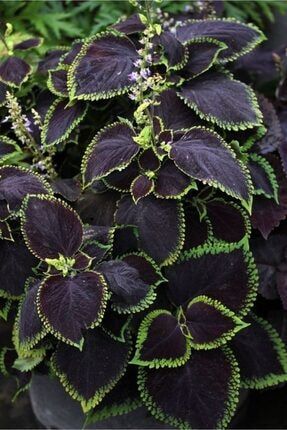 Siyah-Yeşil Renkli Kolyos ( Yaprak Güzeli ) Çiçeği Tohumu 10 Adet RDSJNOI98