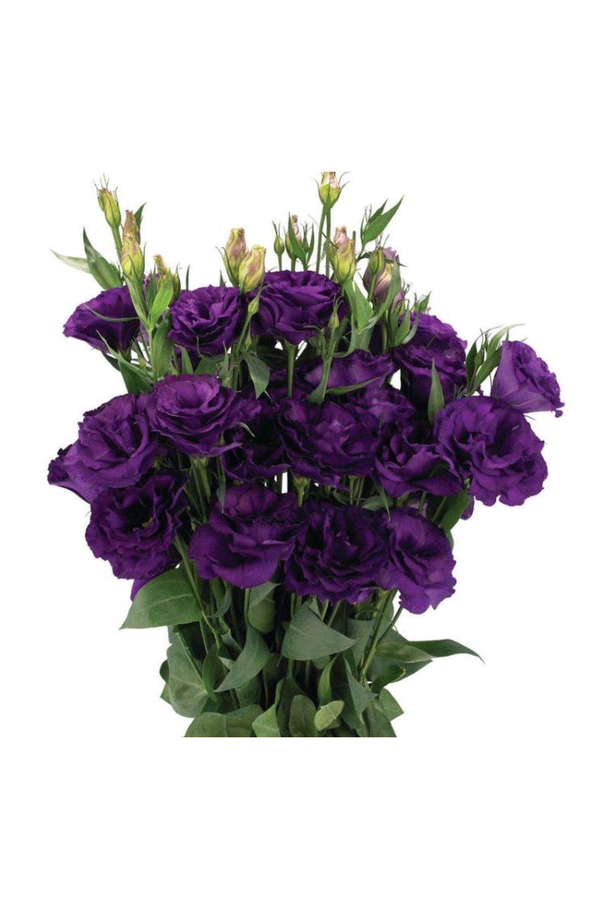 Lisianthus ( Tulip Rose ) Advantage Series - PURPLE ( 5 Seeds )