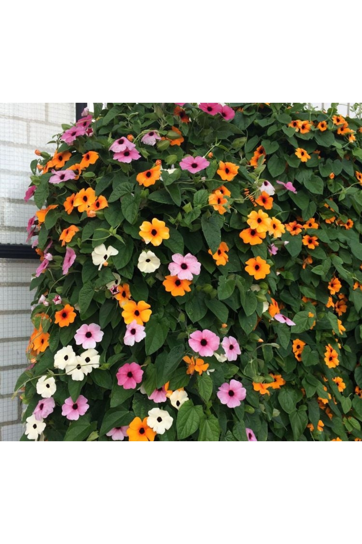Black-Eyed Suzan Flower Seed - Mixed Color ( 5 Seeds)