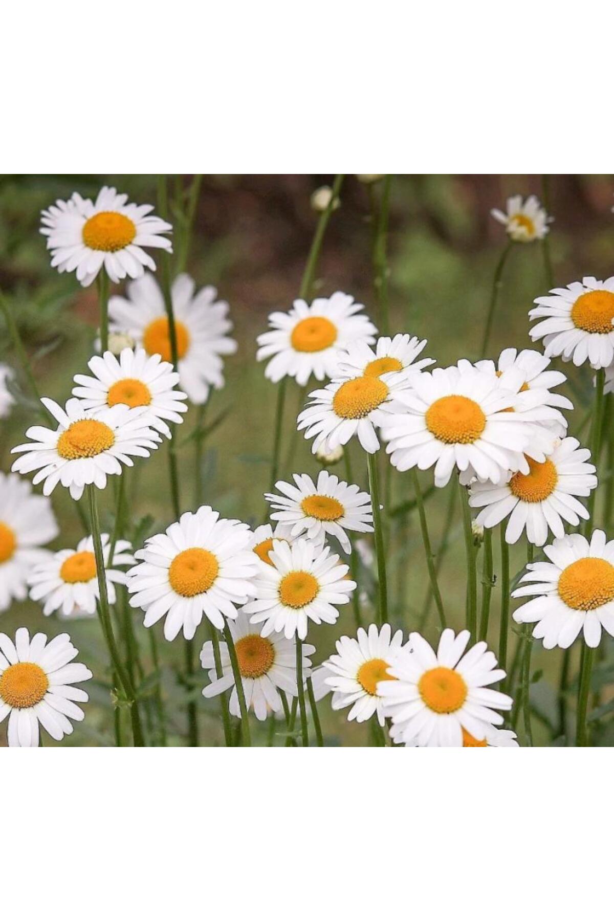 Chamomile Seed ( Permanent Tall ) - White Color - 40 Seeds