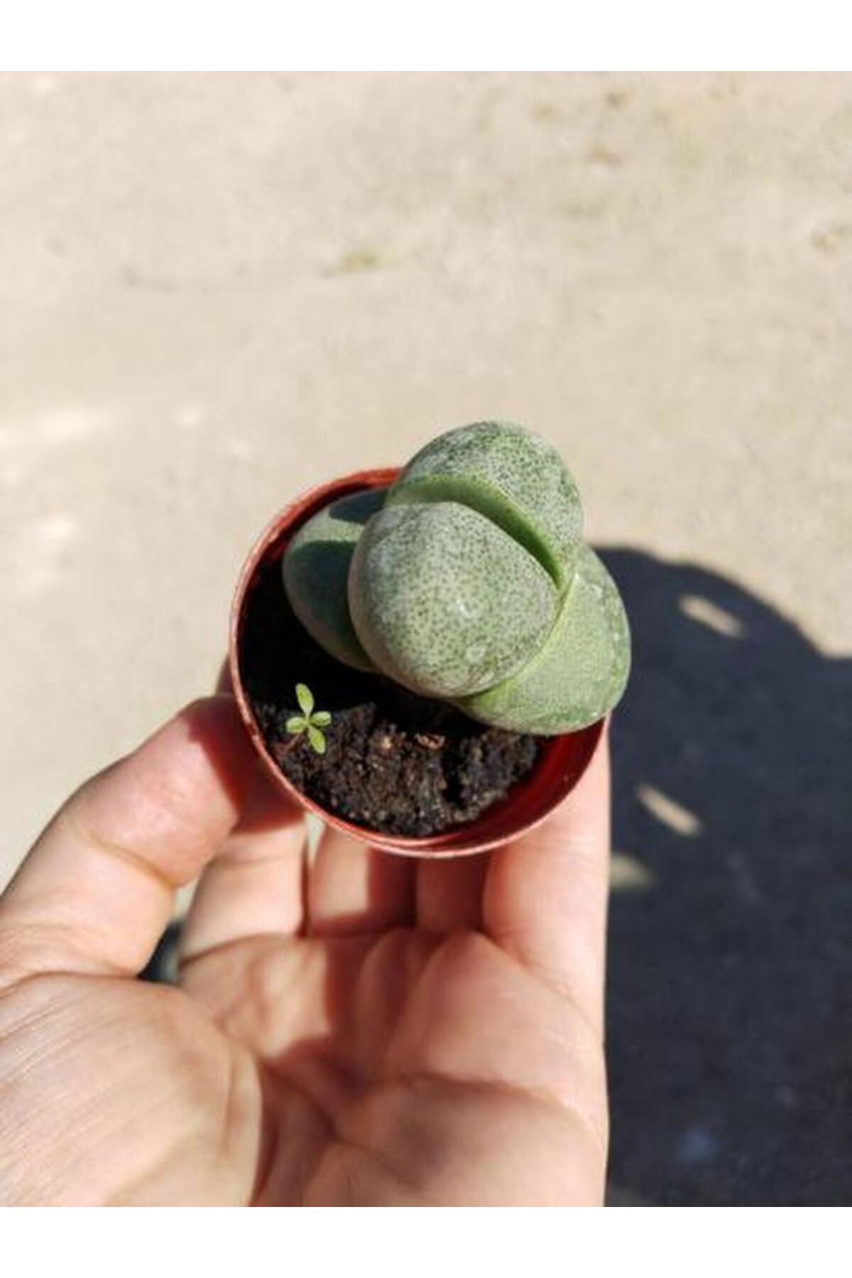Taş Kaktüs Sukulent (5-10 Cm) 1 Adet Saksılı Dekoratif Bitki 2