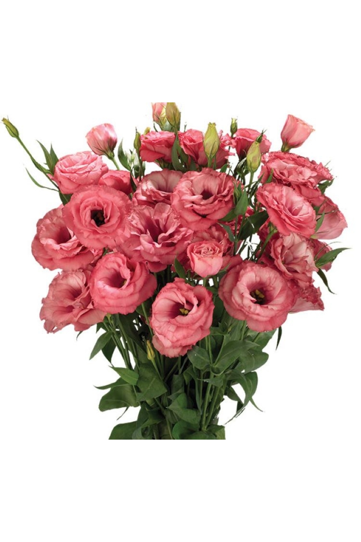 Lisianthus ( Tulip Rose ) Advantage Series - Rose ( 5 Seeds )