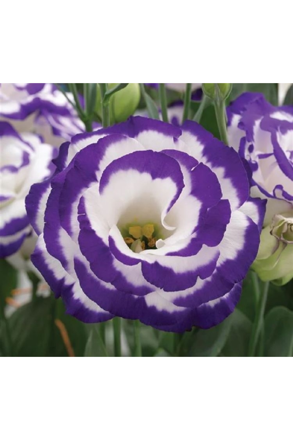 Lisianthus ( Tulip Rose ) Bridal Bouquet Series - BLUE DOT ( 5 Seeds )