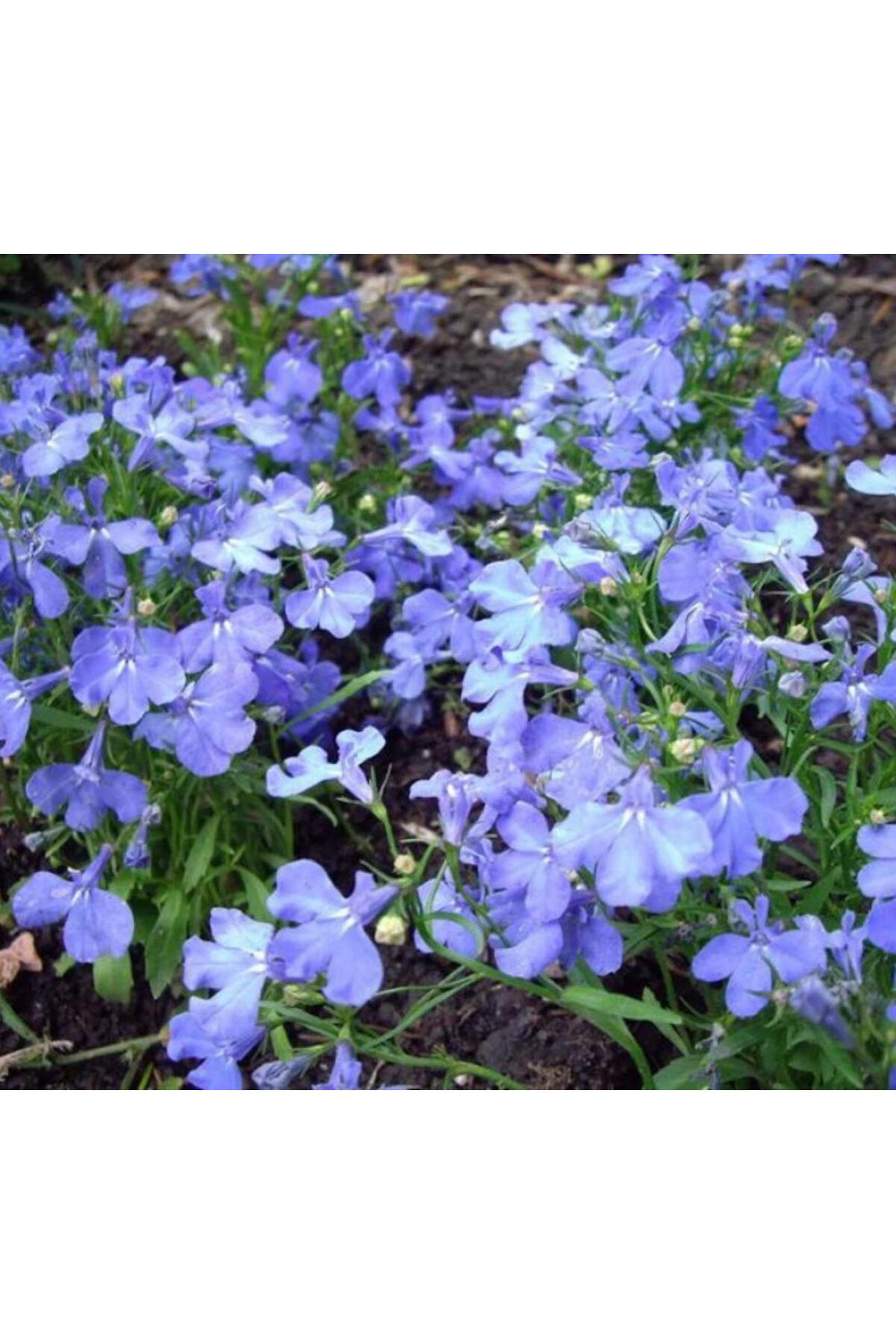 Lobelia Seed (Multiflower) - Blue - 10 Seeds