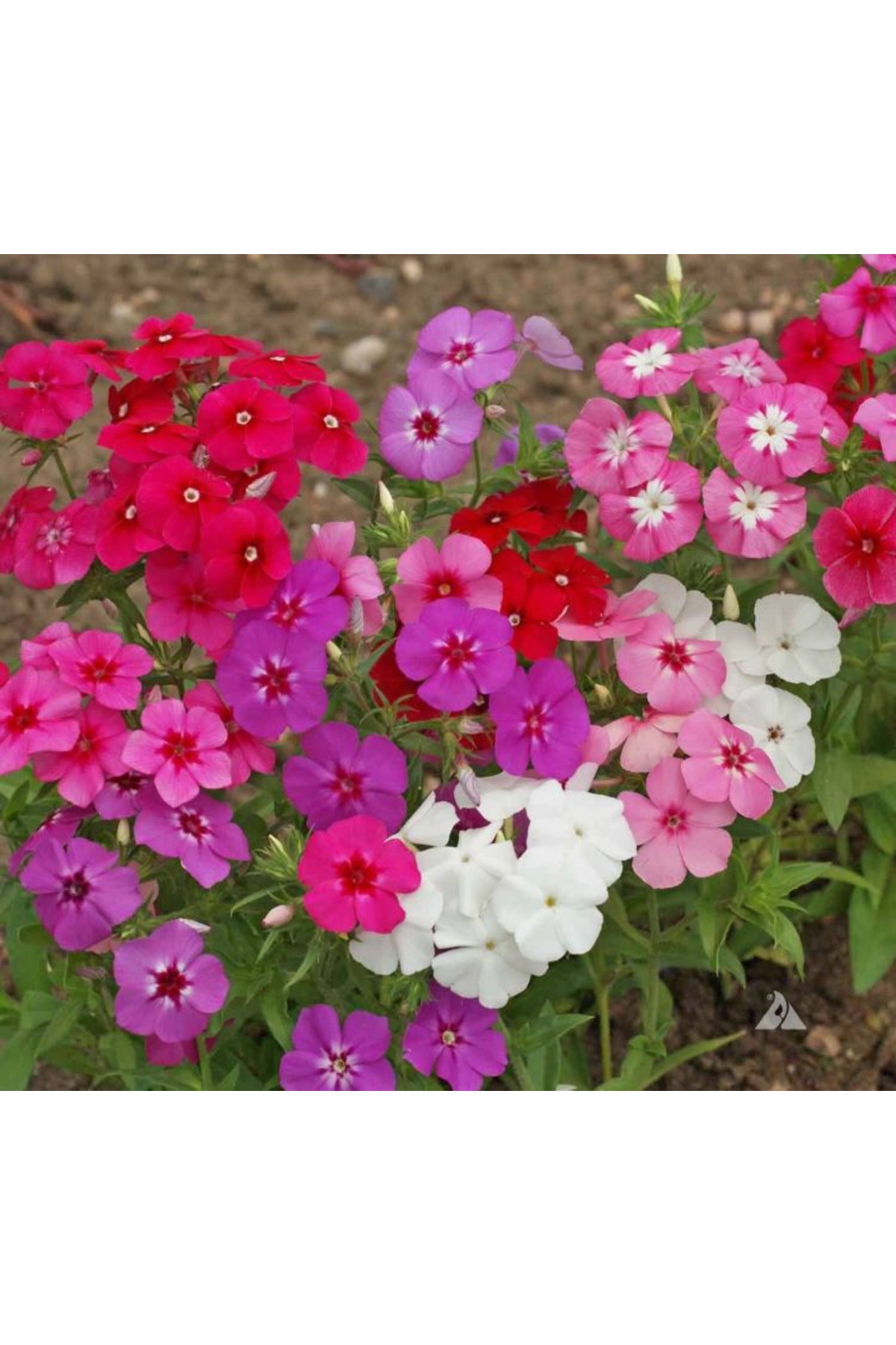Flox Flower Seed (Multiflower Permanent ) Mixed Color - 10 Seeds