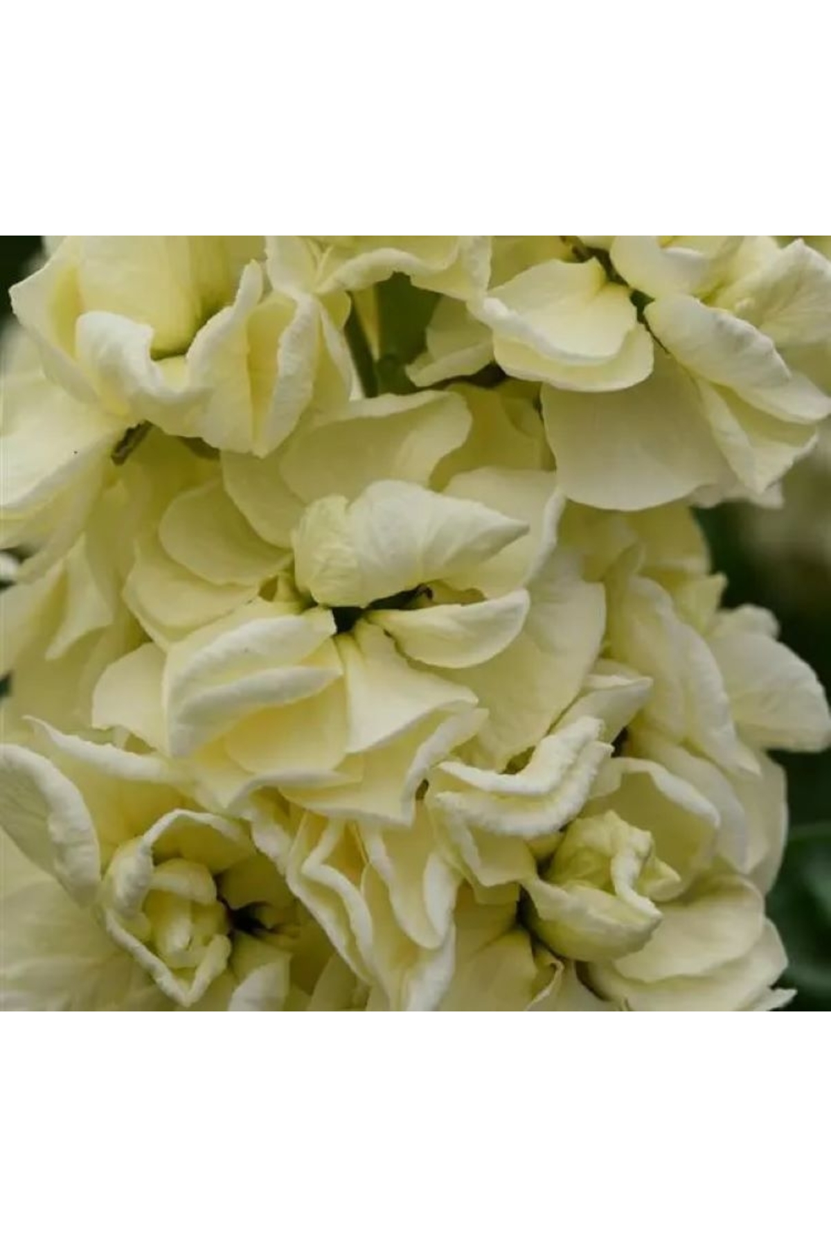 Şebboy Seed ( Scented Very Tall ) - Yellow Color - 10 Seeds