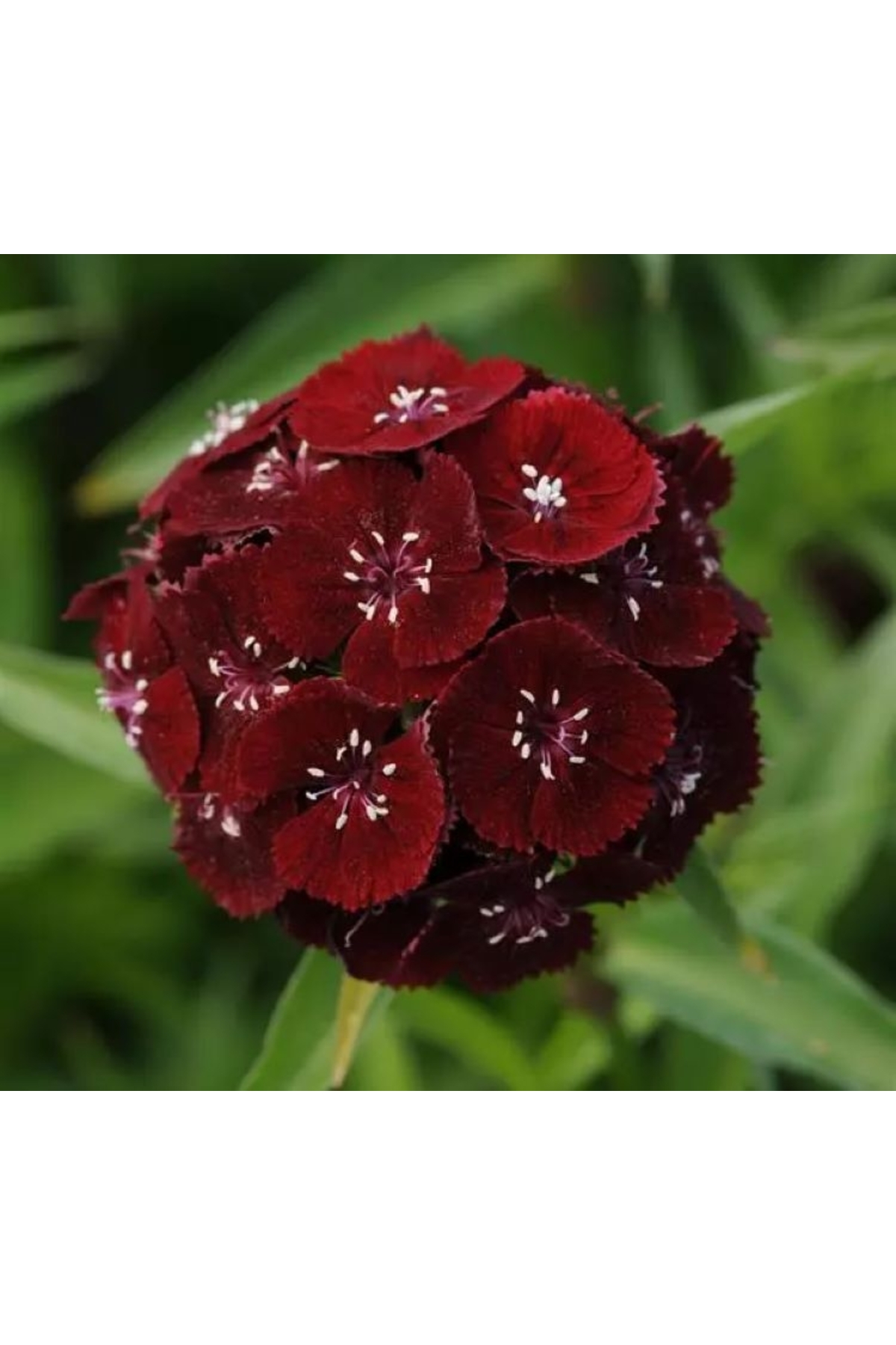 Carnation Seed ( Very Long And Single Layer Flower ) - Dark Red Color - 5 Seeds