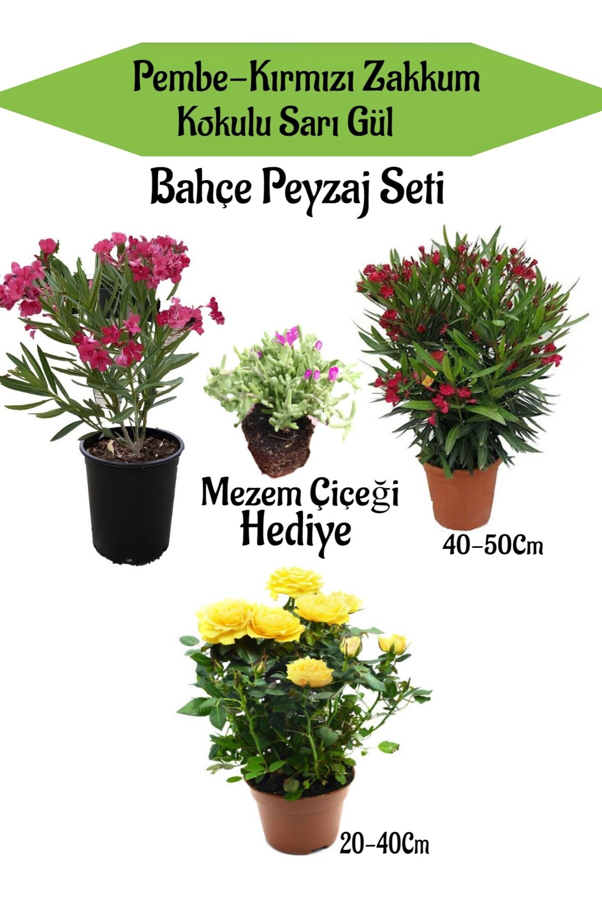 Landscape Set 1 Pink 1 Red Oleander+1 Yellow Rose+Free Mezem Flower