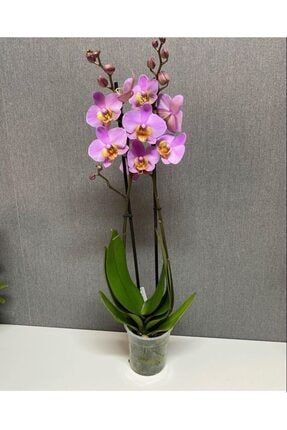 Lila Phal Orkide LİLA PHAL ORKİDE