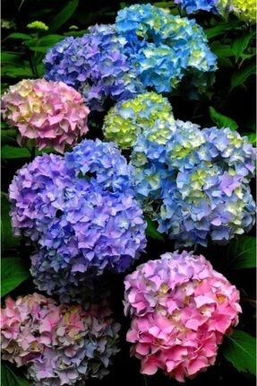 15 Adet Karışık Renkli Özel Ortanca Çiçeği Tohumu HDBVIB9837