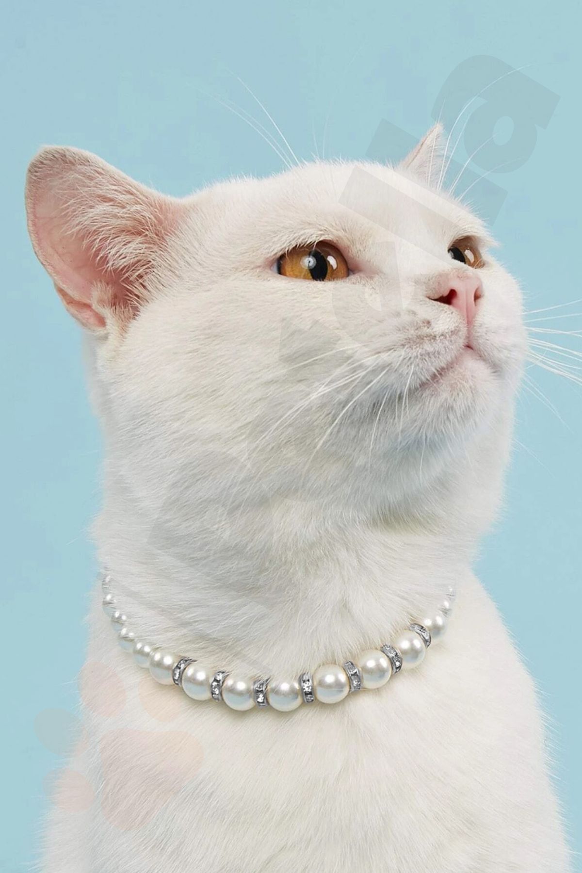 White cat collar on sale