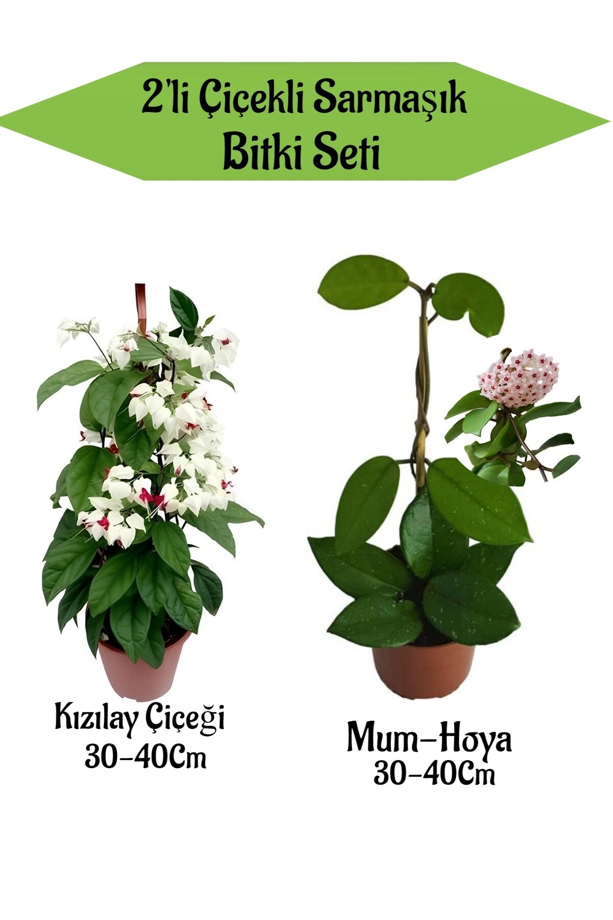 Set of 2 Red Crescent Flower+ Candle ( Hoya) Flower