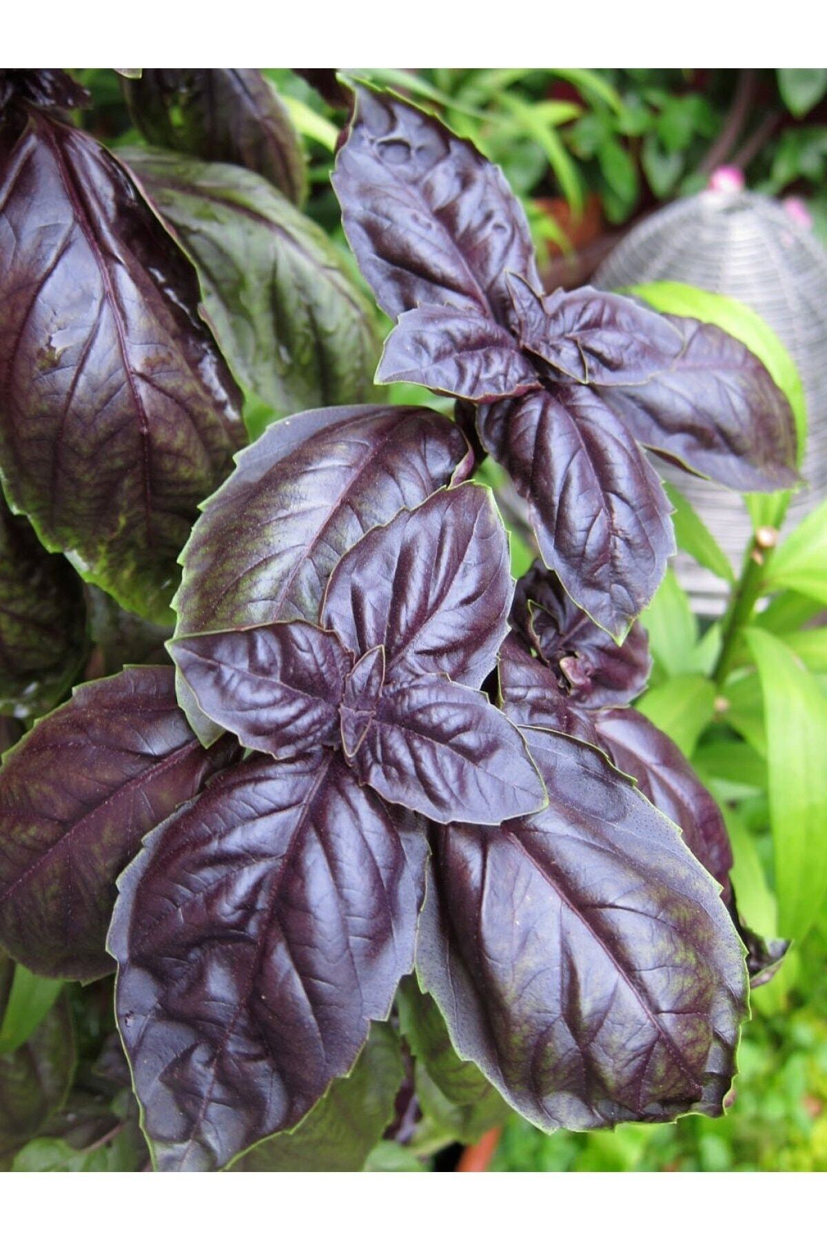 Как называется базилик. Базилик геновезе. Базилик диво дивное. Базилик дарк опал. Базилик реган фиолетовый.