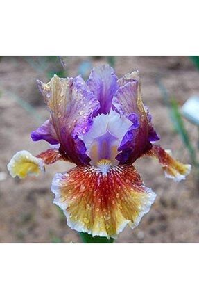 2 Adet Gökkuşağı Renkli Süsen (İRİS) Çiçeği Soğanı HDSV726