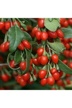 Kırmızı Goji Berry Fidanı Kurt Üzümü 100-150 Cm Arası Açık Kök (20 Adet) G38