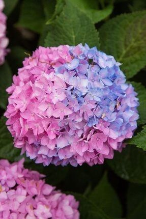 15 Adet Çift Renkli Ortanca Çiçeği Tohumu TJIVGC65