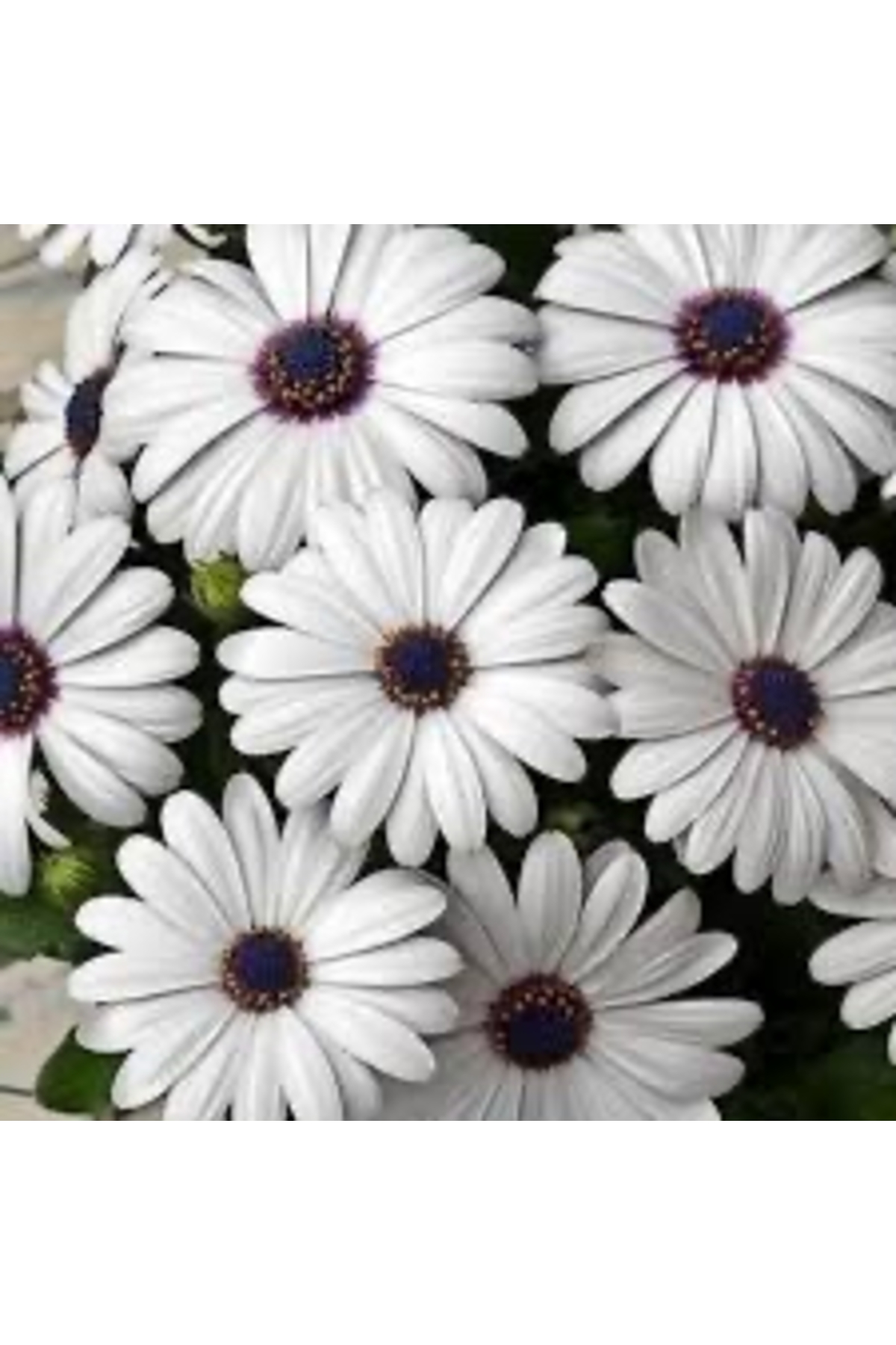 Basement daisy flower (white color ) 40-55cm )