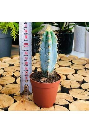 Pilosocereus Azureus Cactus Mavi Gövde Sarı Dikenli Kaktüs 335247730