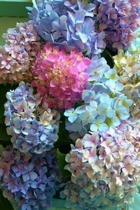 15 Adet Soft Renkli Karışık Ortanca Çiçeği Tohumu FWVIXB62