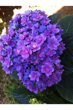 15 Adet Mor Renkli Ortanca Çiçeği Tohumu DSHCVHNW7567