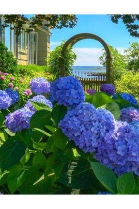 15 Adet Mavi Renkli Ortanca Çiçeği Tohumu VXUVSFG826