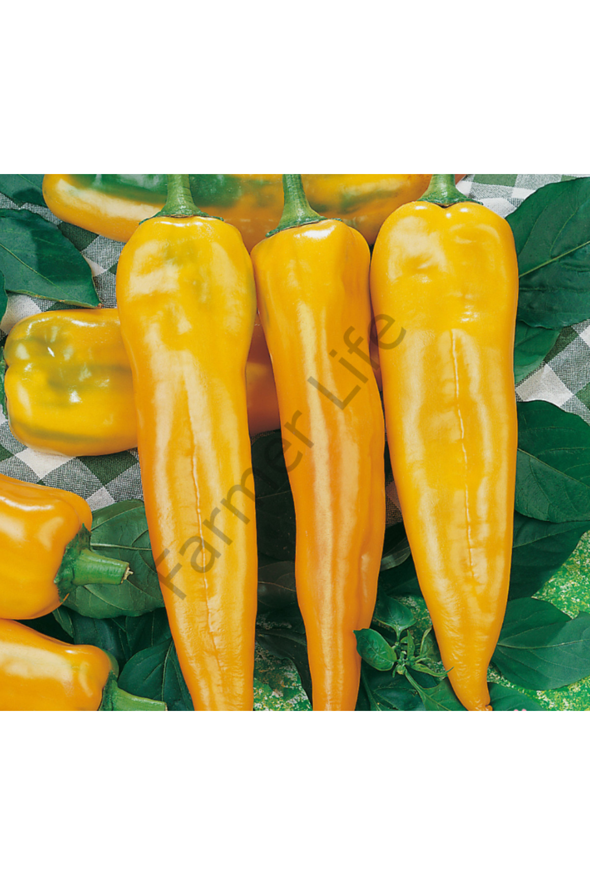 Семена Перца Корно Ди Торо Купить