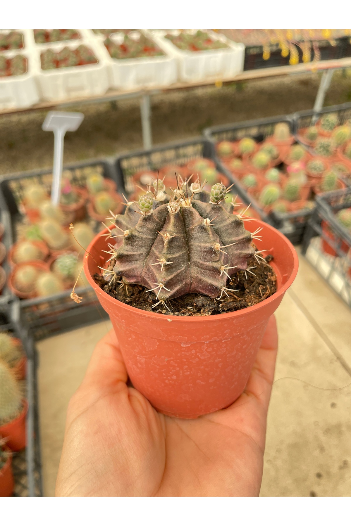 Gymnocalycium mihanovichii var. friedrichii Kaktüs 8.5 cmlik saksıda 3