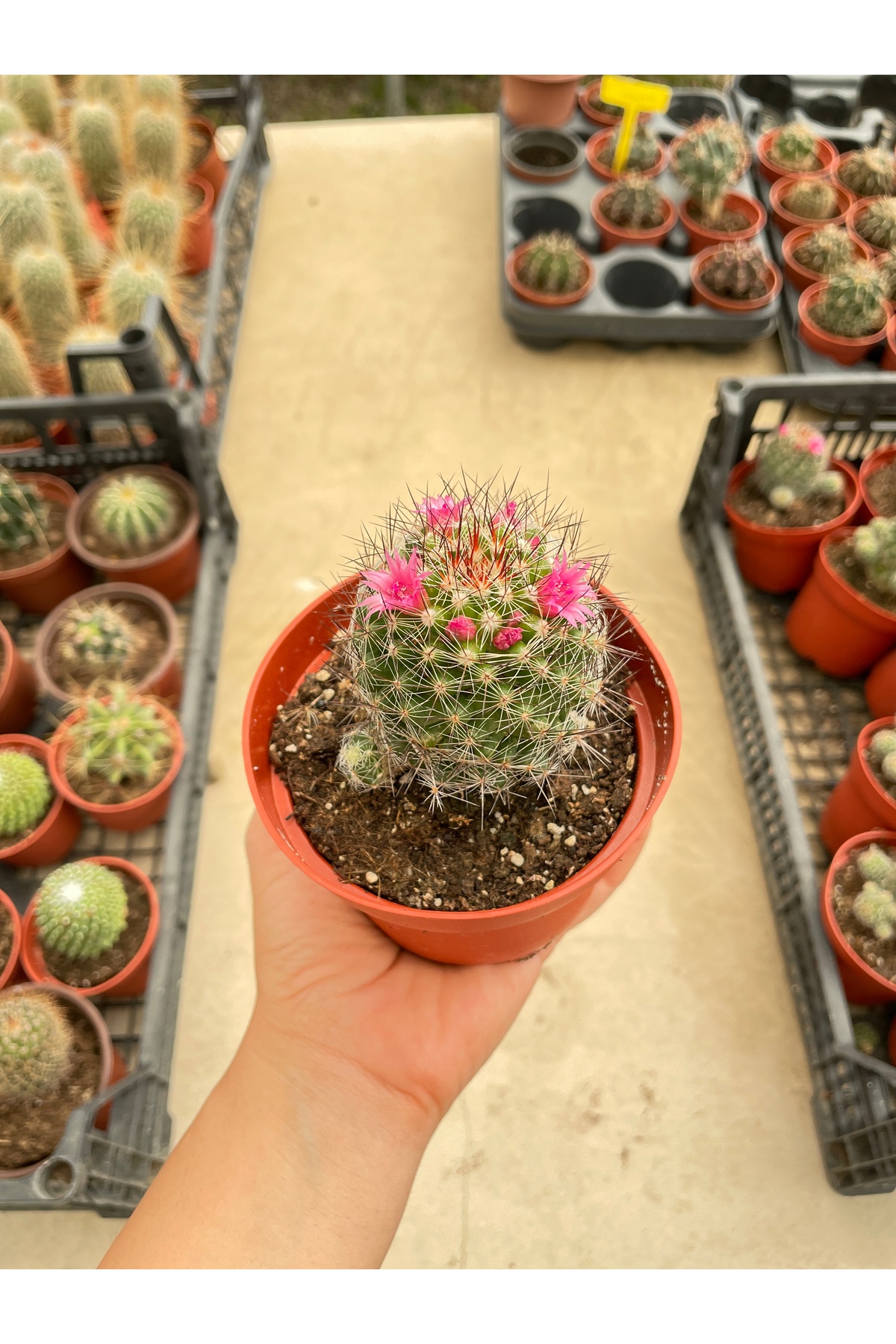 Mammillaria spinosissima Kaktüs 10.5 cmlik Saksıda 4