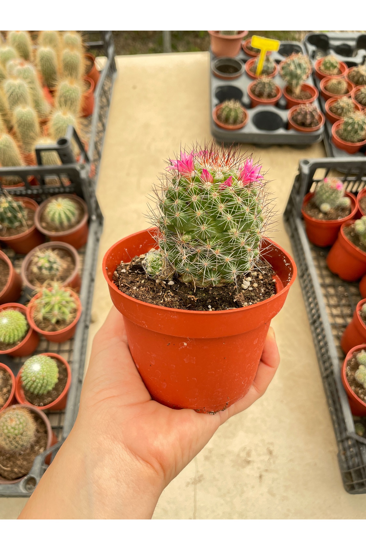 Mammillaria spinosissima Kaktüs 10.5 cmlik Saksıda 5