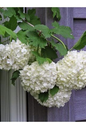 Beyaz Ortanca Çiçeği Tohumu-10 15 Adet 32976