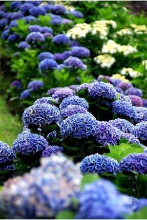 Mavi Lila Karışık Ortanca Çiçeği Tohumu-10 15 Adet 9875432