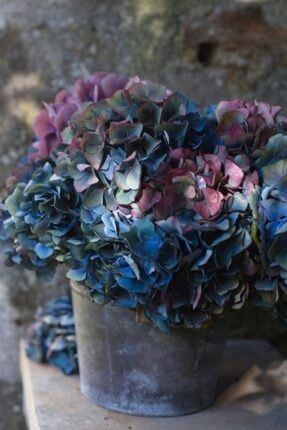 Koyu Mavi Pembe Karışık Ortanca Çiçeği Tohumu-10 15 Adet 968321