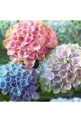 Üç Renkli Ortanca Çiçeği Tohumu 10 12 Adet 632