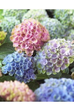 Karışık Renkli Soft Ortanca Çiçeği Tohumu 10 15 Adet 98036