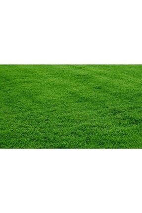 Bermuda Çim Grass Tohumu (kurak Ve Susuz Alanlara Özel) 100 Gr 12369852