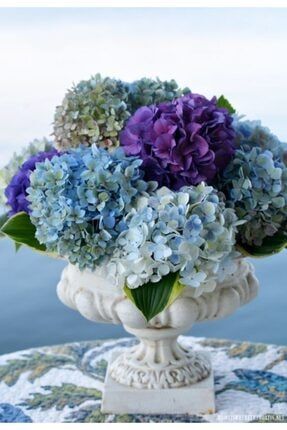 Mor Mavi Karışık Ortanca Çiçeği Tohumu-10 15 Adet 2310898