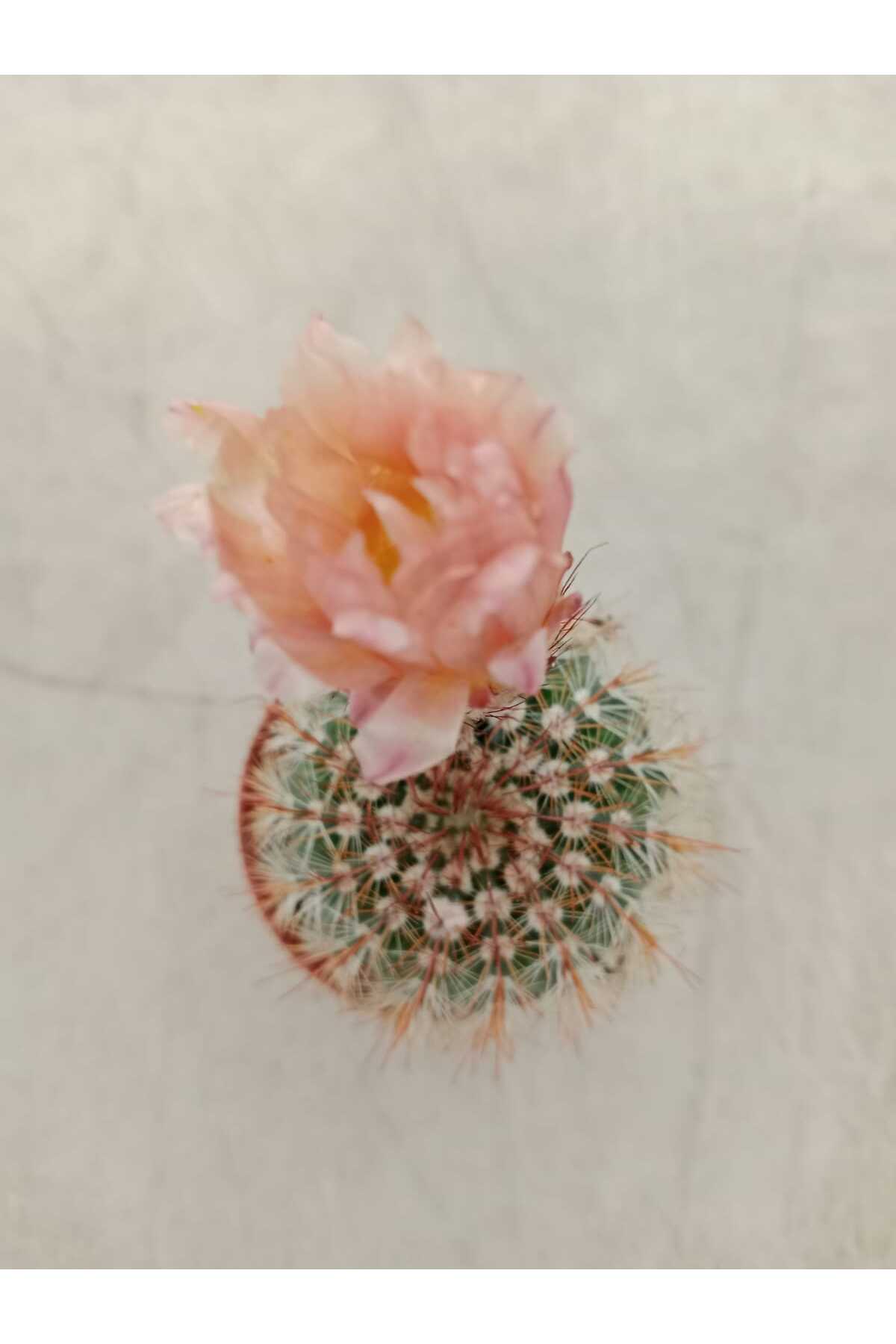 Parodia Rutilans ( 5.5 Cm Saksıda ) Dolgun Ve Formlu Çiçek Açan Kaktüs 3