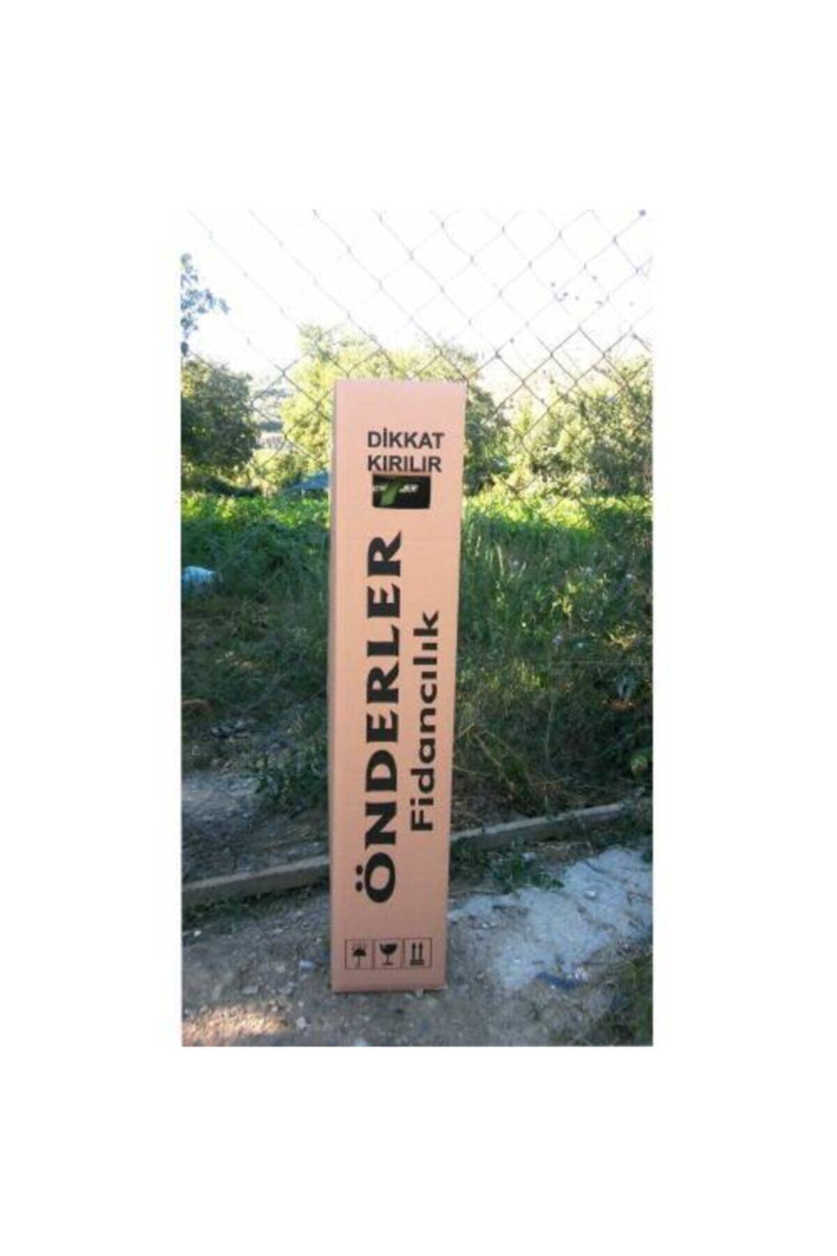 Pembe Yediveren Aşılı Gül Fidanı 2