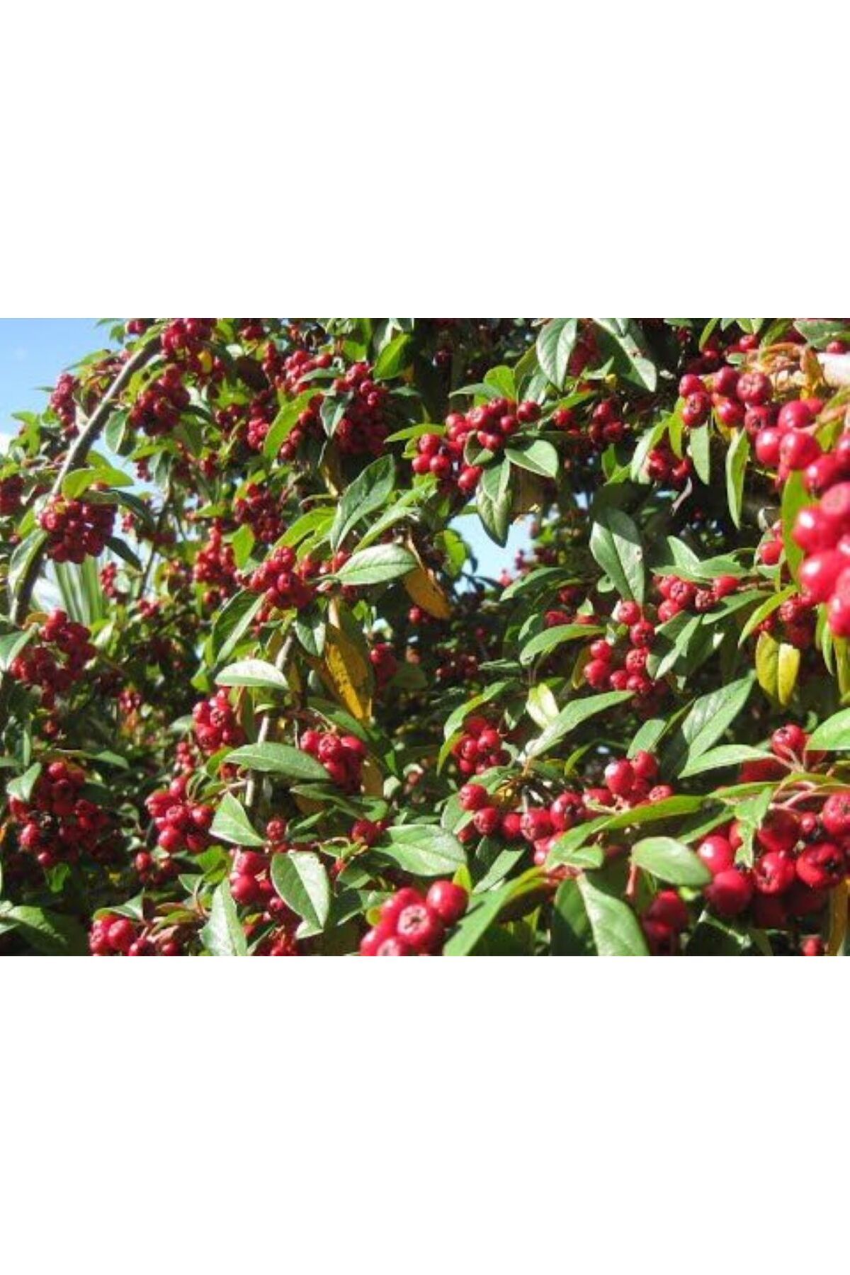 Güz Yemişi Fidanı 2 yaşında tüplü[Elaeagnus umbellata brilliant]