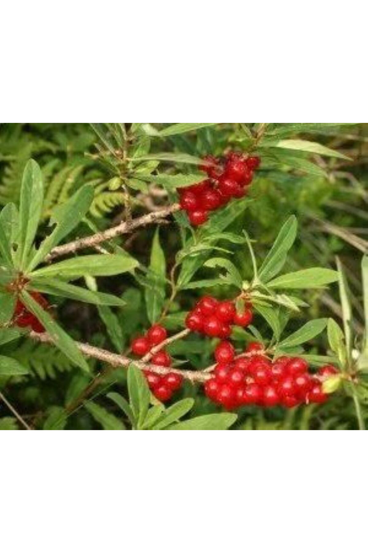 Güz Yemişi Fidanı 2 yaşında tüplü[Elaeagnus umbellata brilliant] 2