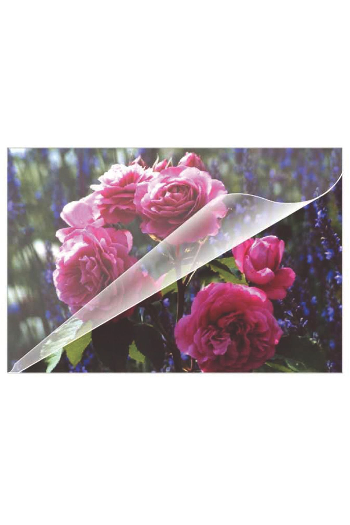 Ehliyet Boy 80 Micron Pvc Filmi ( 100 Adet ) - 1