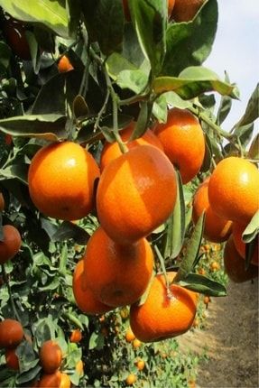 Bilgarden Tuplu Asili Bol Verimli Rize Satsuma Mandalina Fidani Trendyol